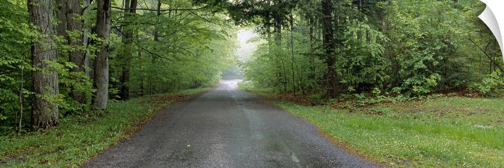 Trees on both sides of a road, Chestnut Ridge County Park, Orchard Park, Erie County, New York State