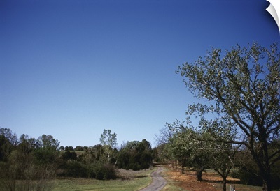 Trees on both sides of a road, Lincoln County, Oklahoma