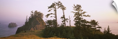 Trees on rocks, Pacific Ocean, Boardman State Park, Oregon