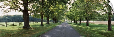 Trees on the both sides of a road, Knox Farm State Park, East Aurora, New York State