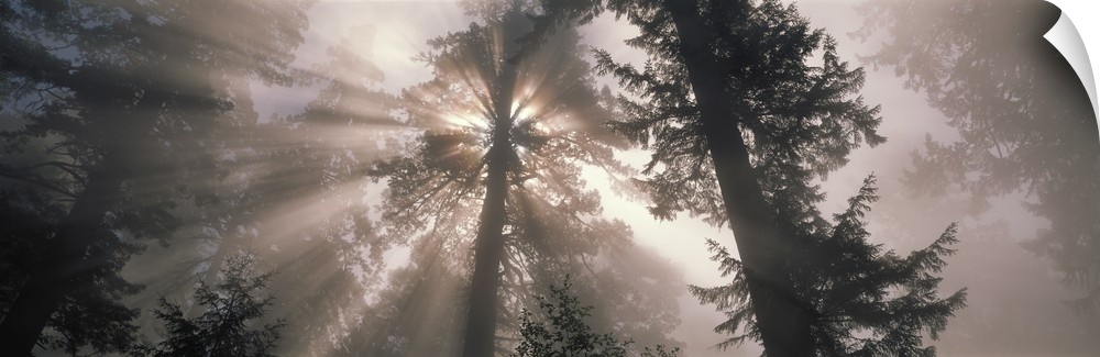 Trees Redwood National Park CA