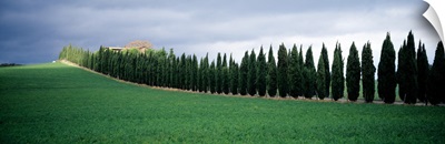 Trees Tuscany Italy