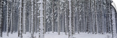 Trees Winter Austria