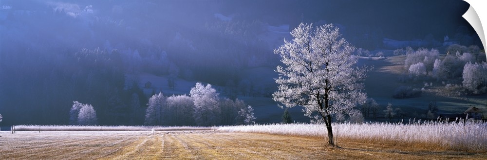 Frost covered tree and meadow in the morning sun in Europe.