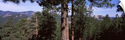 Trees with mountains in the background, Harney Peak, Mt Rushmore National Monument, Custer County, South Dakota,