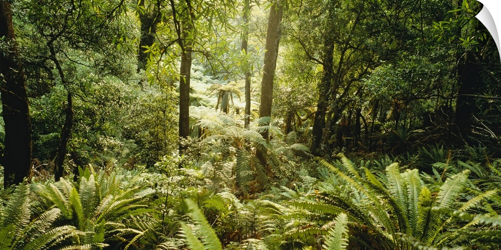 Panoramic photograph of lush rain forest with trees and thick undergrowth.