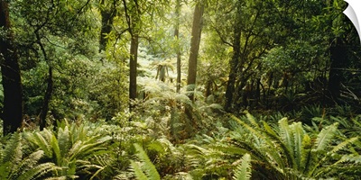 Tropical forest N Isl New Zealand