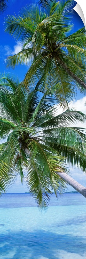 This vertical, panoramic photograph shows a close up of palm fronds over clear ocean waters.