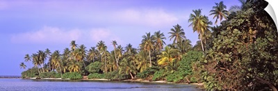 Tropical trees on the beach, Maldives