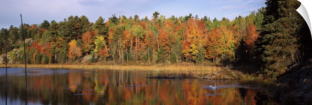 A thick forest of autumn colored trees is photographed from across a lake with two swans swimming in it.
