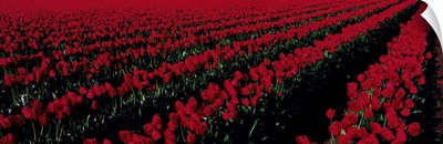 Tulip Field Mount Vernon WA