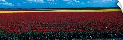 Tulip field near Spalding Lincolnshire England