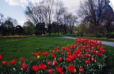 Tulip flower bed blooming in park, New York