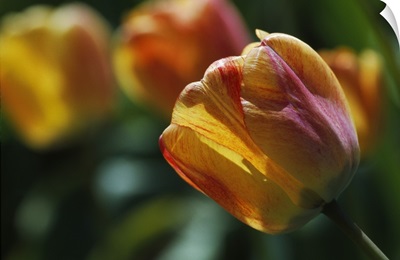 Tulip flowers blooming, selective focus close up.