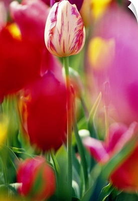 Tulip Flowers In Bloom