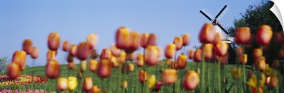 Tulip Flowers With A Windmill In The Background, Holland, Michigan