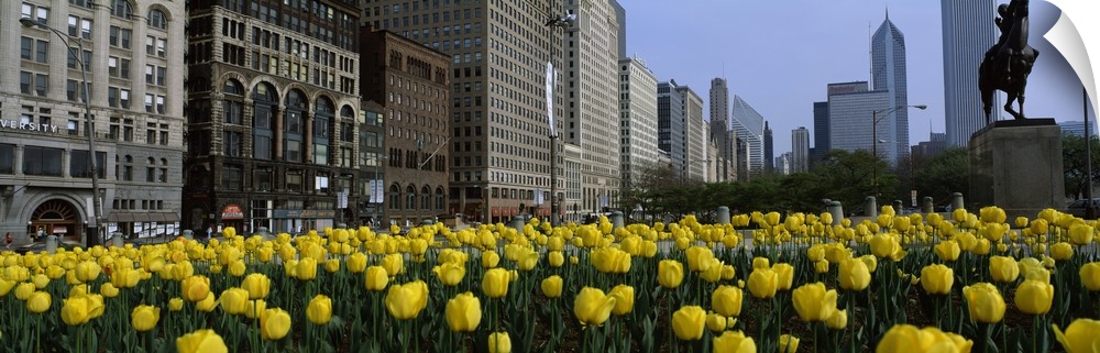 Tulips along South Michigan Avenue, Chicago, Illinois