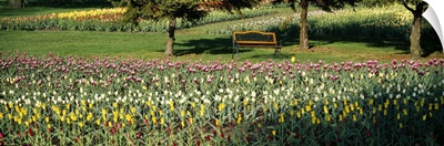 Tulips in a field, Grand Rapids, Michigan