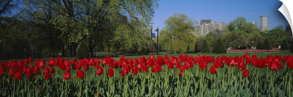 Giant, horizontal photograph of a crowded row of vibrant tulips in the Boston Public Garden, a green landscape in the back...