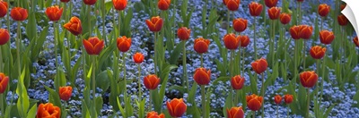 Tulips in a garden, Butchart Gardens, Victoria, Vancouver Island, British Columbia, Canada