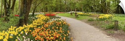 Tulips in a garden, Springfields Garden, Lincolnshire, England