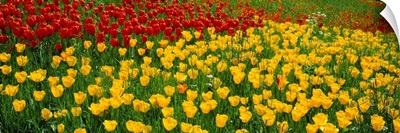 Tulips Lake Constance South Germany