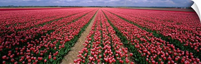 Tulips near Alkmaar Netherlands