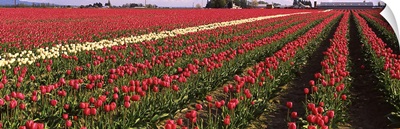 Tulips WA