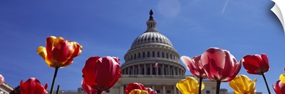Tulips with a government building in the background Capitol Building Washington DC