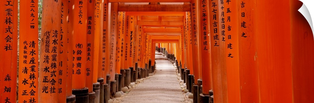 Panoramic photo on canvas of the orange Japanese gates with Japanese writing on them that form a tunnel.