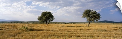 Turkey, Central Anatolia, wheat feild