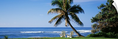 Two adirondack chairs near a palm tree, Oahu, Hawaii