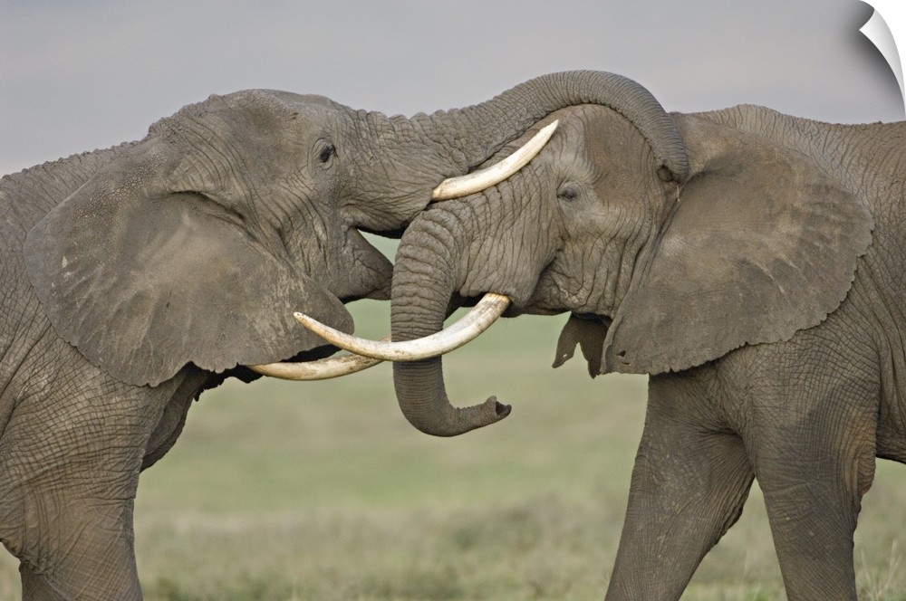 Photograph of two large animals fighting with their trunks.