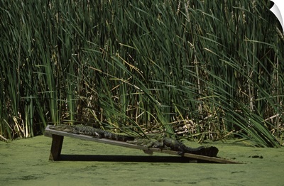 Two alligators resting on a wooden platform, Magnolia Plantation and Gardens, Charleston, Charleston County, South Carolina,