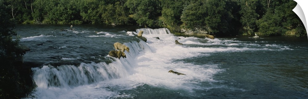 Two grizzly bears hunting in the river, Brook Falls, Katmai National Park and Preserve, Alaska