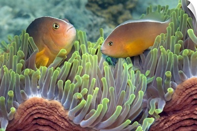 Two Skunk Anemone fish and Indian Bulb Anemone