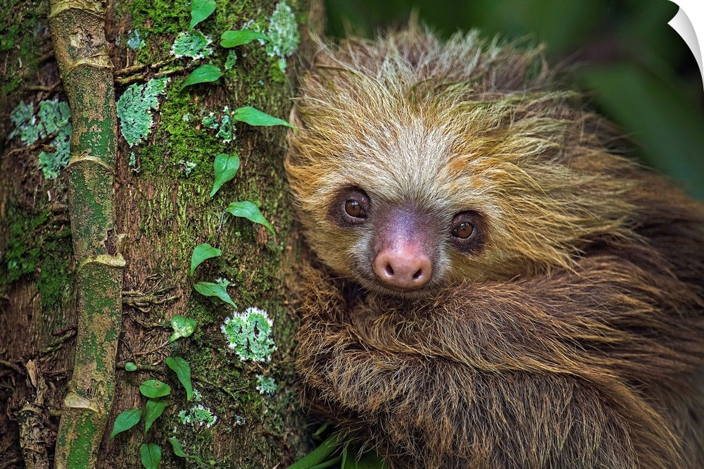 Two-Toed Sloth (Choloepus didactylus), Tortuguero, Costa Rica