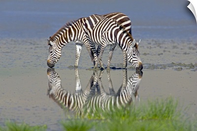 Two zebras drinking water from a lake, Ngorongoro Conservation Area, Arusha Region, Tanzania (Equus burchelli chapmani)