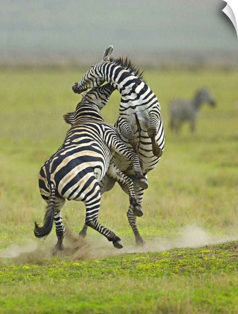 Two zebras fighting in a field, Ngorongoro Conservation Area, Arusha Region, Tanzania (Equus burchelli chapmani)