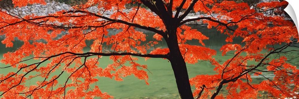 A large tree with colorful leaves on its long branches grows on the banks of the Uji River in Kyoto, Japan in this large p...