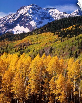 Uncompahgre National Forest, CO, USA