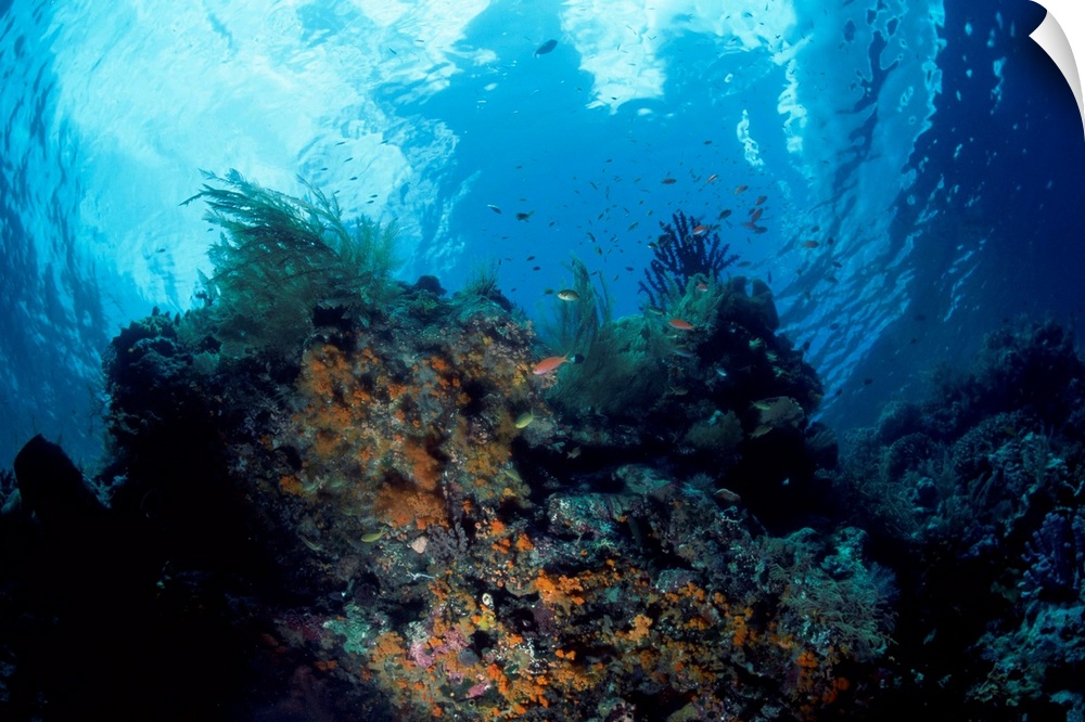 Underwater coral head with tropical fish and invertebrates, Maldives