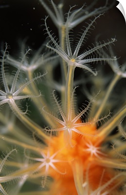 Underwater scene of Orange alcyonaria coral