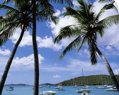 US Virgin Islands, St. John, Cruz Bay, Palm trees on the beach