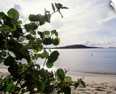 US Virgin Islands, St. John, Gibney's Beach, Seagrape tree on the beach