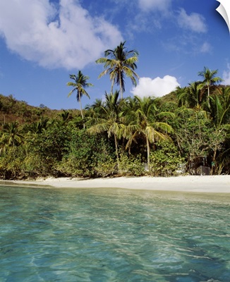 US Virgin Islands, St. John, Palm tree on the Gibney's Beach