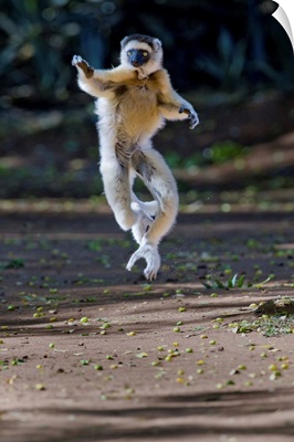Verreaux's sifaka (Propithecus verreauxi) lemur dancing, Madagascar