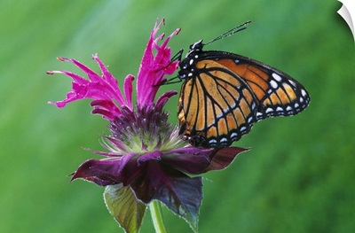Viceroy butterfly (Limenitis archippus) on bee balm flower blossom, selective focus, Michigan