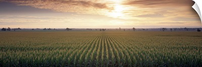 View of Corn field at sunrise, Sacramento, California