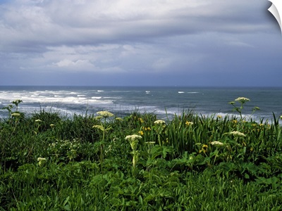 View Of Horizon And Wildflowers In Bloom